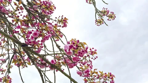 Cherry Blossoms in Full Bloom Against Sky Stock Footage 274438667