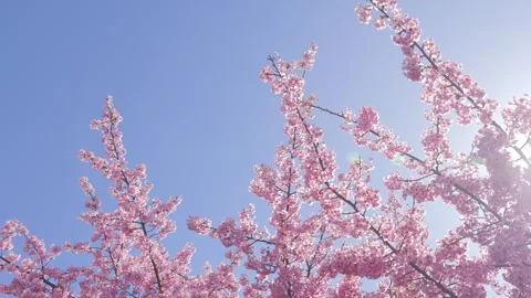 Cherry Blossoms in Full Bloom Against Blue Sky, Video stock 330761293