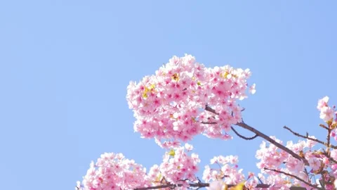 Cherry Blossoms in Full Bloom Against Blue Sky, Stock Footage 330761302