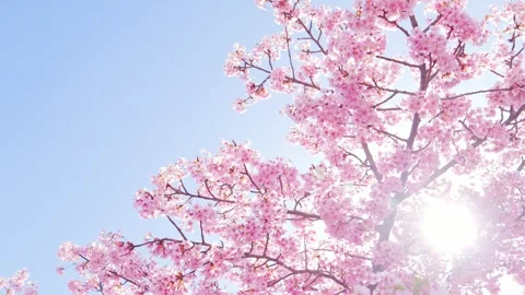 Cherry Blossoms in Full Bloom Against Blue Sky, Spring Background Video Stock Footage 330768505