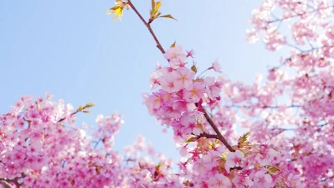 Cherry Blossoms in Full Bloom Against Blue Sky, Spring Background Video Stock Footage 330768512