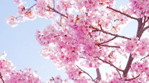 Cherry Blossoms in Full Bloom Against Blue Sky, Spring Background Video Stock Footage 330768641