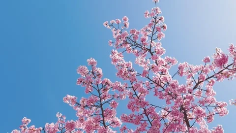 Cherry Blossoms in Full Bloom Against Blue Sky, Spring Background Video 스톡 동영상 330857631