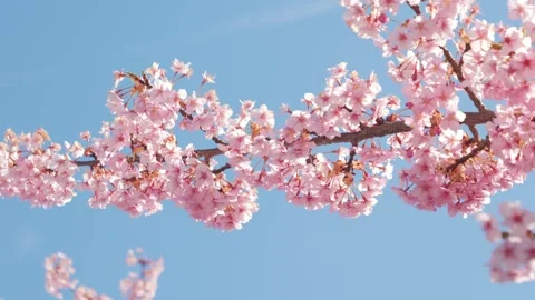 Cherry Blossoms in Full Bloom Against Blue Sky, Stock Footage 331127726