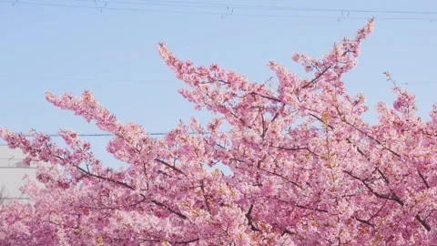 Cherry Blossoms in Full Bloom Against Blue Sky, 動画素材 331128021