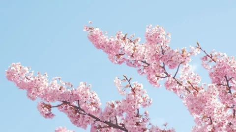 Cherry Blossoms in Full Bloom Against Blue Sky, Stock Footage 331128083