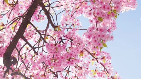 Cherry Blossoms in Full Bloom Against Blue Sky, Stock Footage 331142171