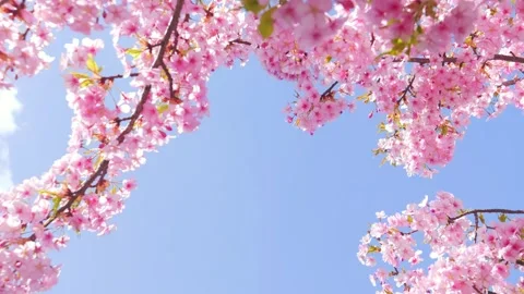 Cherry Blossoms in Full Bloom Against Blue Sky, 動画素材 331142246