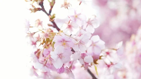 Cherry Blossoms in Full Bloom Against Blue Sky, Spring Background Video Stock Footage 331203949