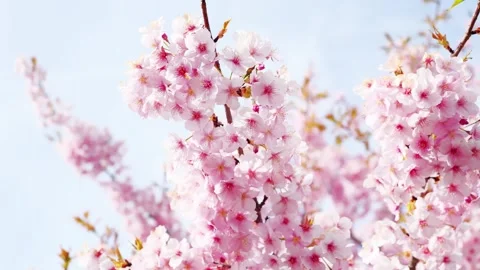 Cherry Blossoms in Full Bloom Against Blue Sky, Spring Background Video Stock Footage 331204129
