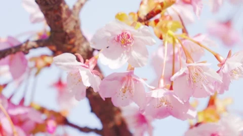 Cherry Blossoms in Full Bloom Against Blue Sky, Spring Background Video Stock Footage 331204208