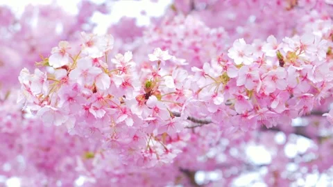 Cherry Blossoms in Full Bloom Against Blue Sky, Spring Background Video Stock Footage 331204213
