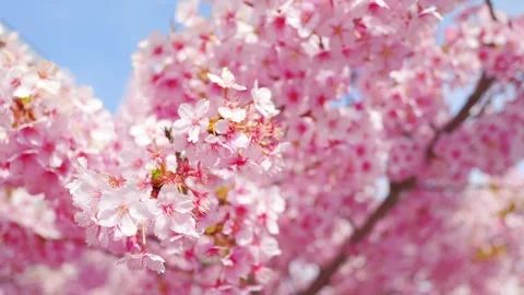 Cherry Blossoms in Full Bloom Against Blue Sky, Spring Background Video Stock Footage 331234329