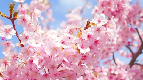 Cherry Blossoms in Full Bloom Against Blue Sky, Spring Background Video Stock Footage 331234464