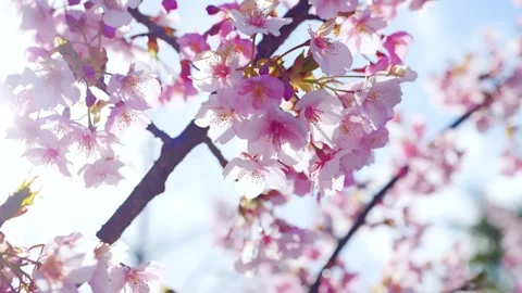 Cherry Blossoms in Full Bloom Against Blue Sky, Spring Background Video Stock Footage 331505446