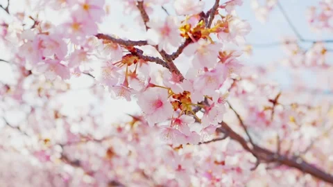 Cherry Blossoms in Full Bloom Against Blue Sky, Spring Background Video Stock Footage 331576119