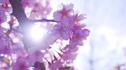 Cherry Blossoms in Full Bloom Against Blue Sky, Spring Background Video Stock Footage 331576126
