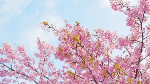 Cherry Blossoms in Full Bloom Against Blue Sky, Spring Background Video Stock Footage 331632580