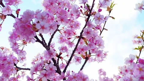 Cherry Blossoms in Full Bloom Against Blue Sky, Spring Background Video Stock Footage 331632676