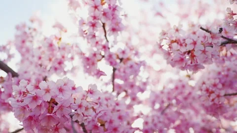 Cherry Blossoms in Full Bloom Against Blue Sky, Spring Background Video Stock Footage 331705022