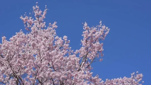 Cherry blossoms in full bloom and blue sky Stock Footage