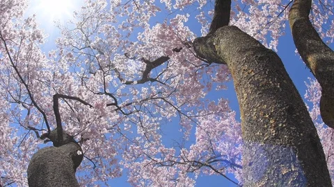 Cherry blossoms in full bloom and blue sky Vidéo 78078501