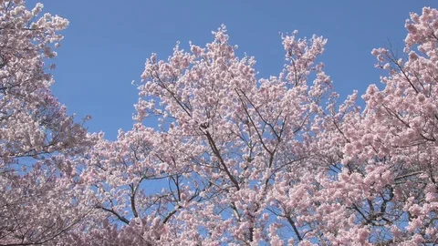 Cherry blossoms in full bloom and blue sky Stock Footage