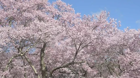 Cherry blossoms in full bloom and blue sky Stock Footage
