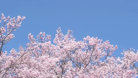 Cherry blossoms in full bloom and blue sky Stock Footage