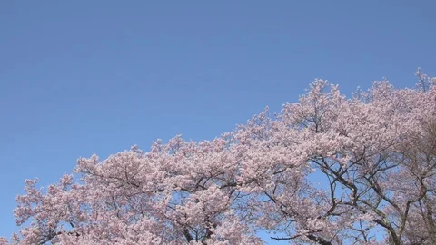 Cherry blossoms in full bloom and blue sky Stock Footage 78079007