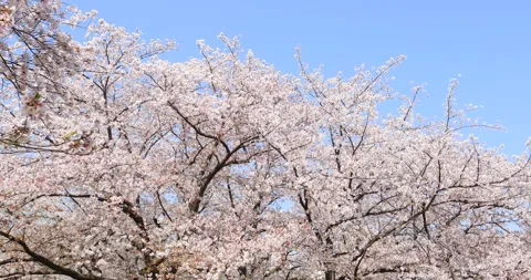 Cherry blossoms in full bloom and blue sky, Tokyo, Japan Stock Footage 138340813