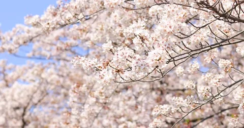 Cherry blossoms in full bloom and blue sky, Tokyo, Japan Stock Footage 138411458