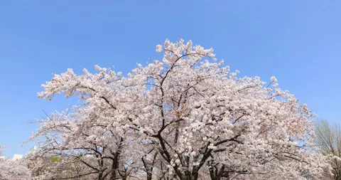 Cherry blossoms in full bloom and blue sky, Tokyo, Japan 库存影片 138411459
