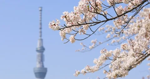 Cherry blossoms in full bloom and Tokyo Skytree, Tokyo, Japan Stock Footage 138411461