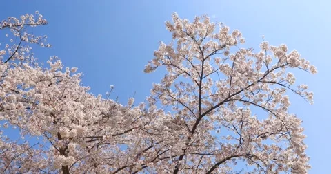 Cherry blossoms in full bloom and blue sky, Tokyo, Japan Stock Footage 138411464