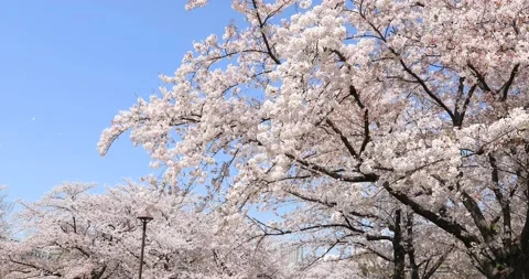 Cherry blossoms in full bloom and blue sky, Tokyo, Japan Stock Footage 138411466