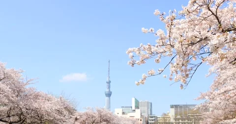 Cherry blossoms in full bloom and Tokyo Skytree, Tokyo, Japan Stock Footage 138411468