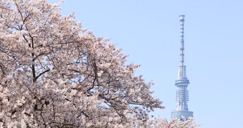 Cherry blossoms in full bloom and Tokyo Skytree, Tokyo, Japan Видео 138411512