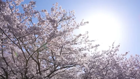 Cherry blossoms in full bloom and the sun. Stock Footage 229830469