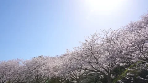 Cherry blossoms in full bloom and the sun. Stock Footage 229830789