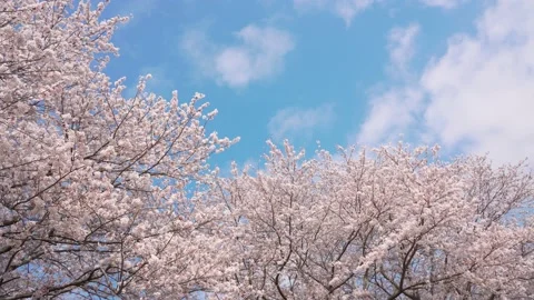 Cherry blossoms in full bloom and spring sky. Stock Footage 231200198
