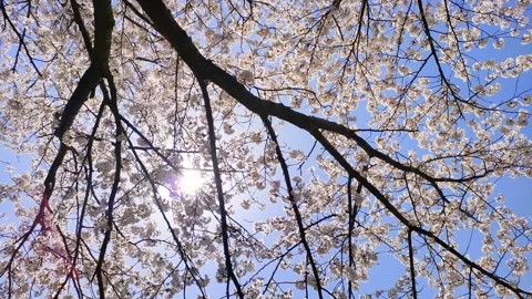 Cherry blossoms in full bloom and sunlight filtering through the trees Stock-Footage 324598952