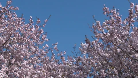 Cherry Blossoms in Full Bloom and the Blue Sky Video stock 330764979