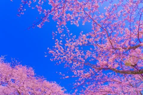 Cherry blossoms in full bloom and blue sky Stock Photos