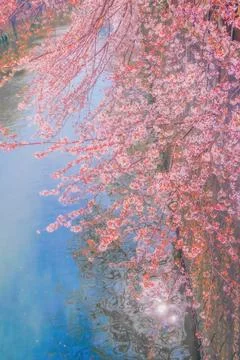 Cherry blossoms in full bloom and bridge Stock Photos