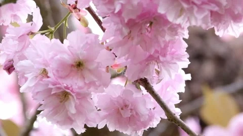 Cherry blossoms in full bloom background. Stock Footage 153287444