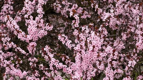 Cherry Blossoms in Full Bloom – Beautiful Sakura, Tranquil Garden Stock Footage 236854452
