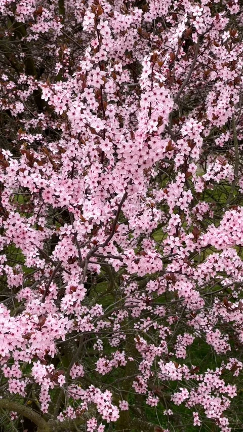 Cherry Blossoms in Full Bloom – Beautiful Sakura, 4K Vertical Video  Stock Footage 236854551