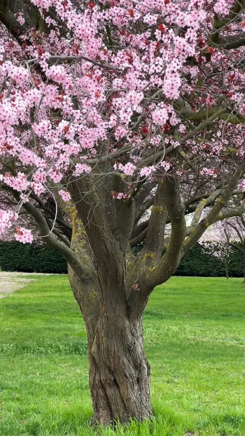 Cherry Blossoms in Full Bloom – Beautiful Sakura, 4K Stock Vertical Video  Stock Footage 236854554