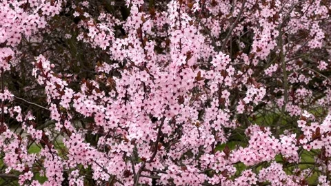 Cherry Blossoms in Full Bloom – Beautiful Sakura, Romantic Pink Flowers Stock Footage 236854600